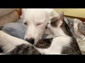 Lick Fest while kitten is nursing