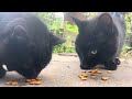 Cats munching nom nom nom on dreamies Asmr