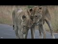 Nature Therapy: Kruger National Park | Maroela & Satara (4K)