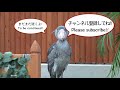 【丸太の上のふたば完結編】大好きなお兄さんと再び会えたふたばちゃん!あの名シーンをノーカット・フルバージョンで!【2020年総集編14】Shoebill FUTABA 2020 Omnibus_14