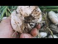 Harvesting Barletta onions and Rossa Lunga di Firenze