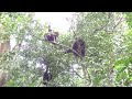 Sjimpanser blir venner etter en krangel