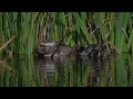 Male and female Gadwall ducks preening side by side