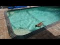 Emmy the AmStaff Florida life swimming