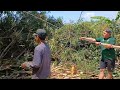 Tebang Pohon Dan Merajang Kayu Jati‼️Gergaji Bandsaw Rakitan