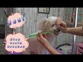 Watch me groom a Shihtzu-Bichon mix