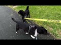 Very nervous Romanian rescue dogs find their confidence