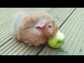 peanut eating an apple part 2