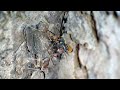 The Brutal Moment of Weaver Ant attack Amata Huebneri Moth | Insects World