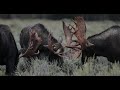 Wildlife Photography-3 massive bull moose fighting/spar -Jackson  Hole/ Grand Teton Park/Yellowstone