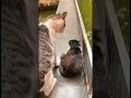 CAT VS KITTENS #comedy #cat #cute #funny
