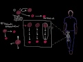 Stem cells | Cells | MCAT | Khan Academy