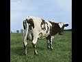 Atom Heart Mother Suite