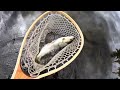 Landlocked Salmon (Dry Fly Action!)