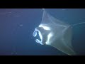 Manta Night Swim Pt 4 fire worms7 4 2019