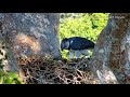 Beautiful But Deadly | The Story of the Elusive Harpy Eagle | Trailer