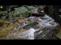 Forest Water Stream Flowing Sound Through Rock | Relaxing White Noise Water Sounds for Sleeping