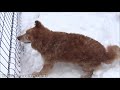 Cats Gone Crazy in 15 Inches of Snow (40 cm)