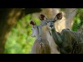 5K African Wildlife Documentary Film - Mana Pools National Park, Zimbabwe, Africa - 1 HR