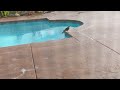Hawk by pool