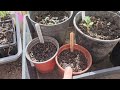 Garden Update 29th Jan 2024