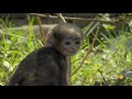 A Langur Female Steals a Baby to Practice Being a Mom