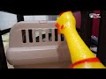 Otter Bingo VS Screaming Chicken Toy! Who won?