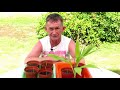 How to grow Palm Trees from Seed