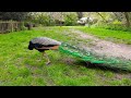 Peacock in our Garden