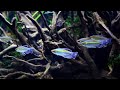 Why You NEED The Congo Tetra! Care and Breeding