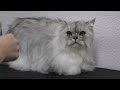 Are cats or dogs easier to groom? | Gorgeous Himalayan/Persian