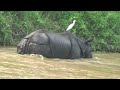 Witness a Rhino Fight |  Reason to visit Nepal