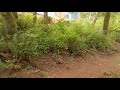 4K Forest Walk Accompanied by Bird Singing - Coal Creek Natural Area, Newcastle, WA State