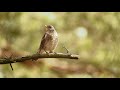 Kallvik - Digiscoping with Swarovski ATX 95