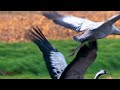 Crane | Grue | Kran | Kraanvogel | Grus Grus - filmed March, 7th 2024 in Susteren-Hommelheide (NL)