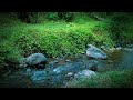 Beautifull Forest River Relaxing water sound, Nature sounds white noise, river sound for sleeping