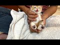 Bathing kittens for the first time | Teddy kittens are fearless and love water.