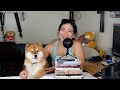 Don't Buy a Shiba Inu Puppy - Unless watching this first