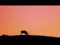 New neat animal video: Bull elk bugling: Yellowstone National Park at sunrise October rut.