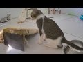🤣 Try Not To Laugh Dogs And Cats 🤣😻 Funny Videos Every Days 😂