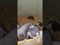 american bully puppies  4 week update bad little jokers 🃏