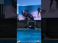 🐬Killer Whales #orca #dolphinshow #animals #dolphin #shortsfeed #seaworld #shortviral #10million