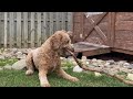 Goldendoodles Check Out a New Sniffspot