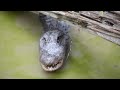 Angry Mother Alligator Charges