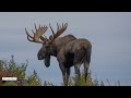 MooseMan 2022 Recap With the Best Moose Moments of the Year