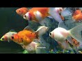 Aquarium 4K