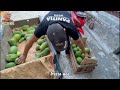 SECOND HARVEST OF SHORT PAPAYA WITH Dense FRUIT ‼️ CALIFORNIA PAPAYA 55 KG IN A WEEK