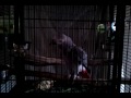 African Grey parrot sings and dances shake your booty.