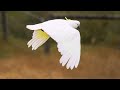 Field Explorer,with Mr cockatoo, relaxing music 🎶