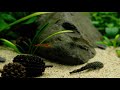 Stepped Waterfall Aquaterrarium for SCHOOLING FISH Paludarium l stepbystep